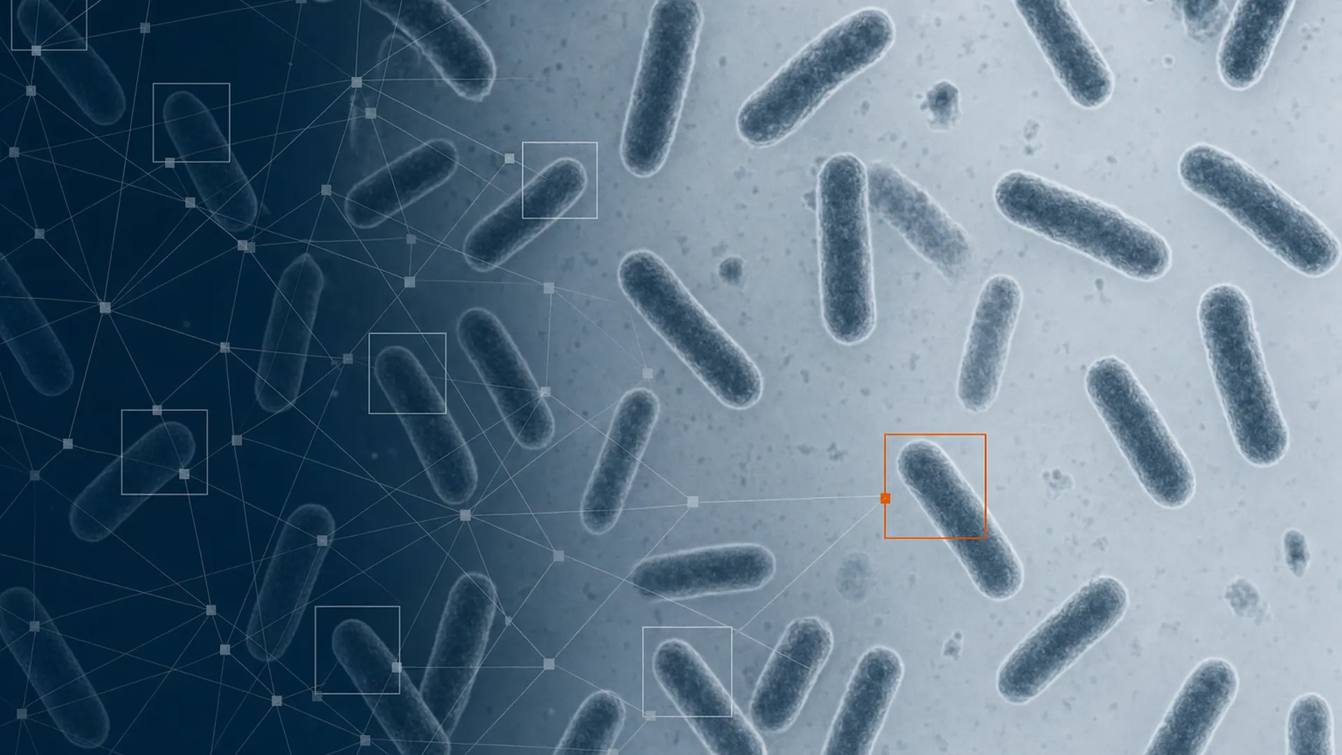 Institut Pasteur : une IA reconnaît le mode d’action des antibiotiques sur des images au microscope